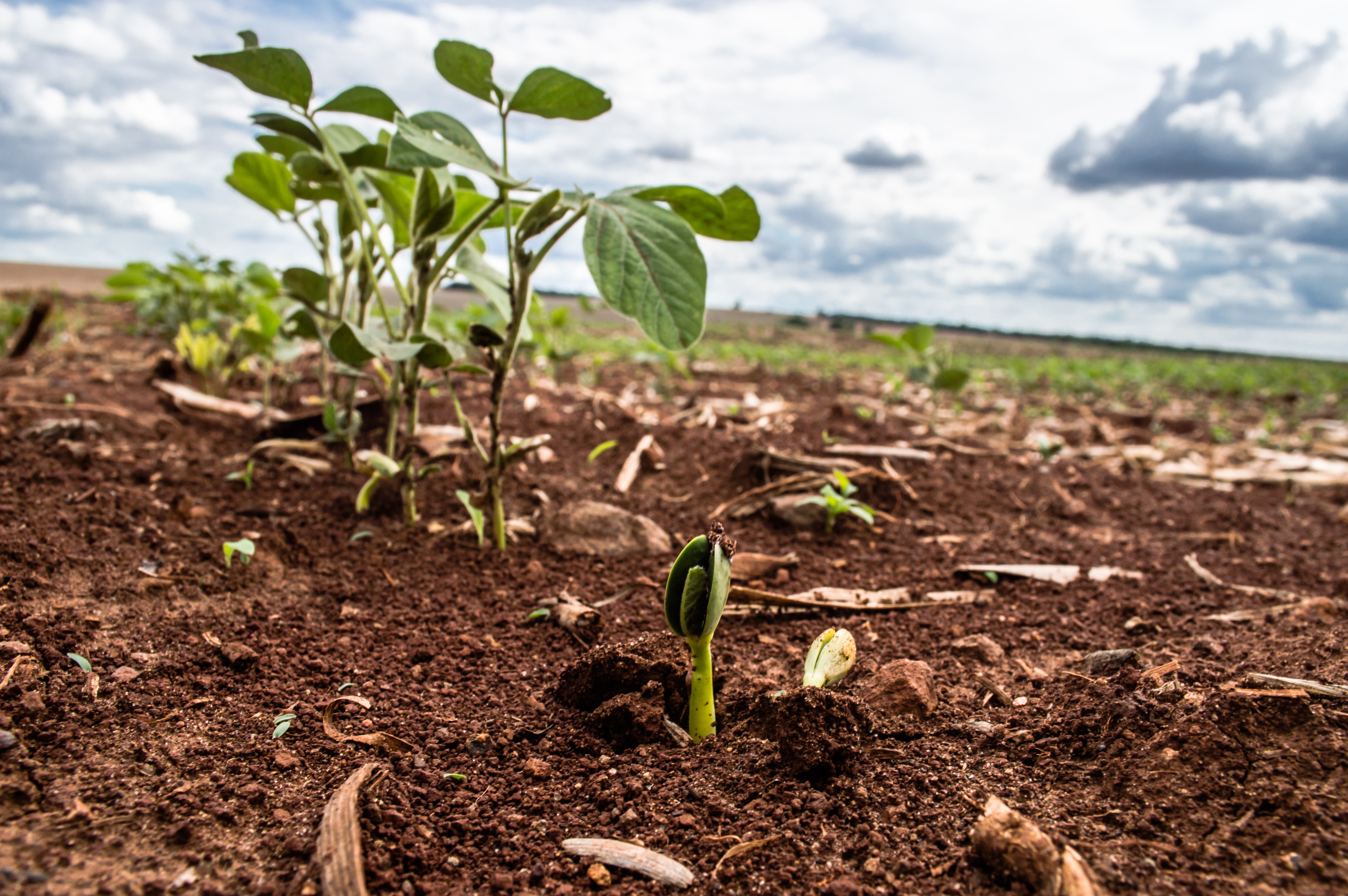 Abertura nacional de plantio de soja 2018/2019 será feita semana que vem em Terenos