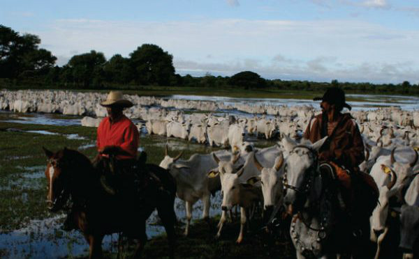 Portaria da Iagro equaliza vacinação da Zona de Fronteira e Planalto