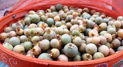 Reinaldo Azambuja declara a guavira fruto símbolo de Mato Grosso do Sul