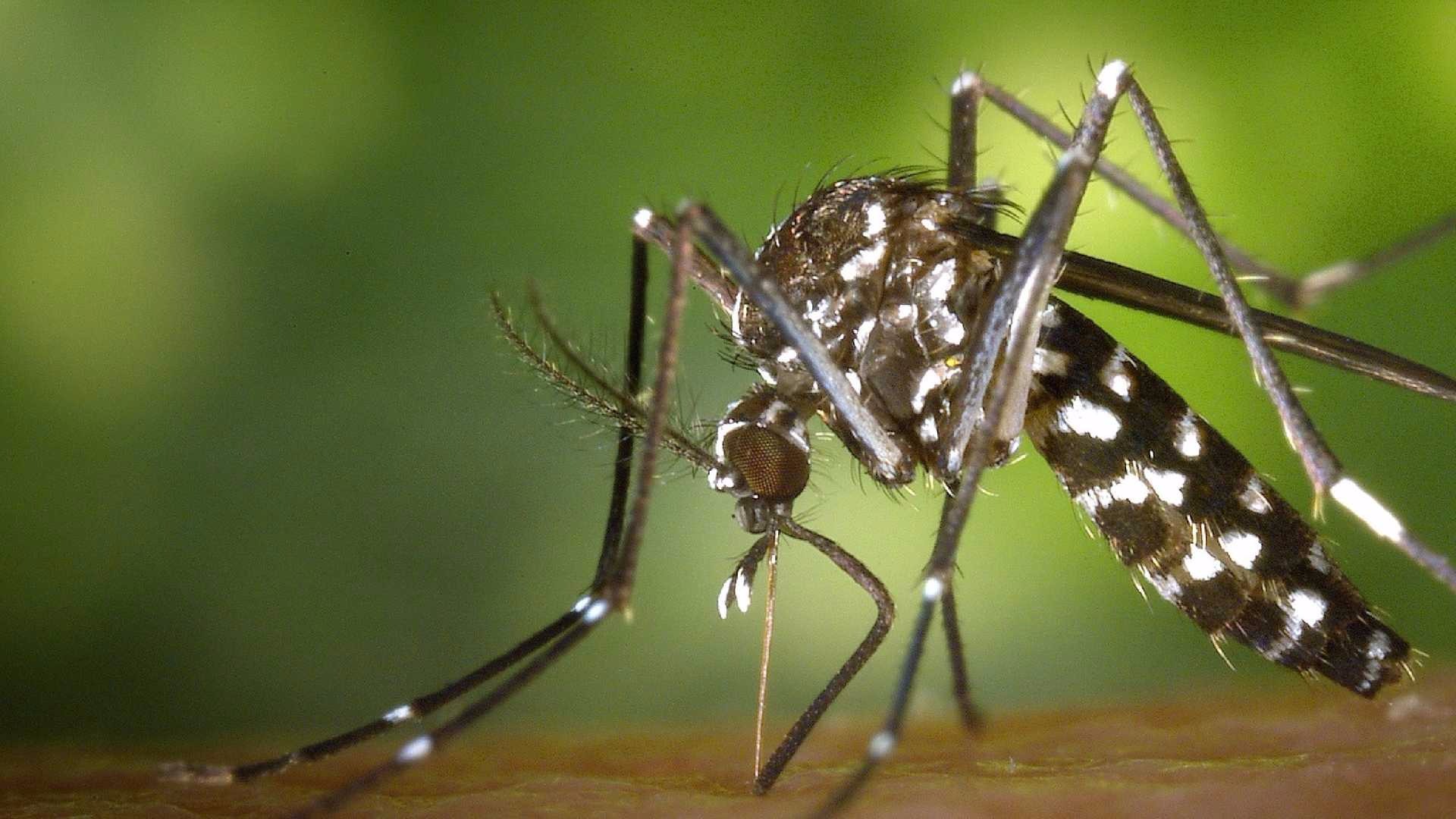 LIRAa apontou que três bairros de Campo Grande estão em situação de risco para infestação do mosquito Aedes aegypti