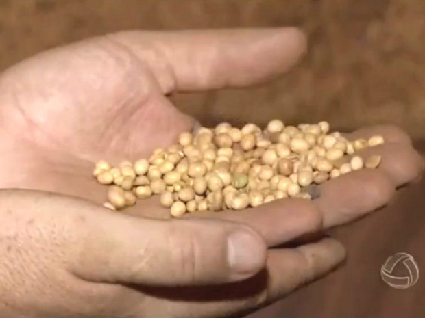 Próxima safra de soja de MS já tem 19,94% de venda antecipada Mesmo antes do plantio, próxima safra de soja de MS já tem quase um quinto da produção vendida antecipadamente (Foto: Reprodução/TV Morena)