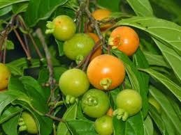 Guavira pode tornar-se fruto símbolo de Mato Grosso do Sul Guavira pode tornar-se fruto símbolo de Mato Grosso do Sul