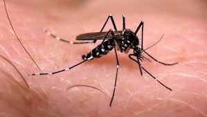 MS tem 23 casos de febre chikungunya confirmados e investiga outros 36 MS tem 23 casos de febre chikungunya confirmados e investiga outros 36
