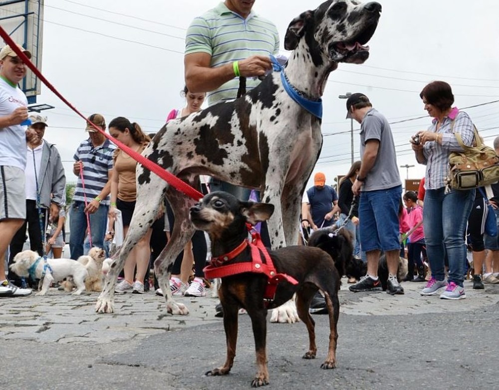 Cães têm direito a caminhada, concurso de beleza e show em shopping da Capital Foto Ilustrativa