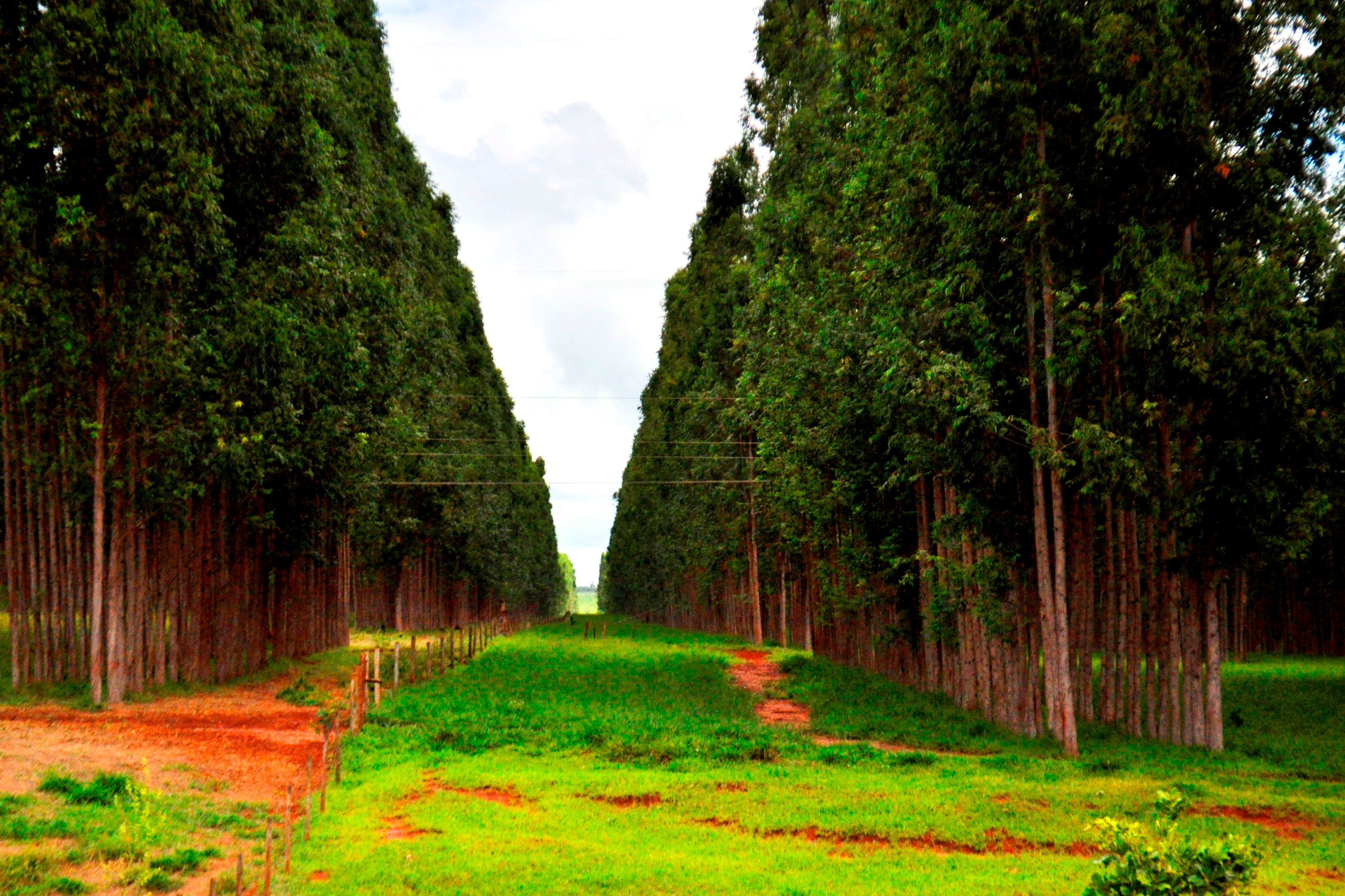 Censo Agropecuário detecta crescimento de 862% na floresta plantada em MS Foto - Kelly Ventorim