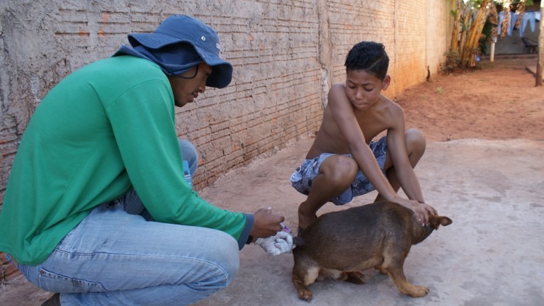 Mais de 15 mil cães e gatos foram vacinados contra a raiva na Capital Mais de 15 mil cães e gatos foram vacinados contra a raiva na Capital