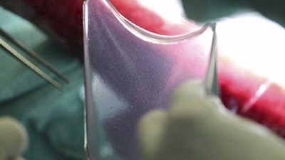 © Revista Nature/Reprodução