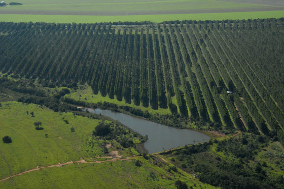 Região leste concentra maior parte dos quase 900 mil hectares de eucaliptos - Foto: Paulo Ribas / Correio do Estado