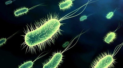 Pesquisa em MS busca o desenvolvimento de novos antibióticos Pesquisa em MS busca o desenvolvimento de novos antibióticos