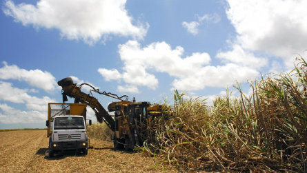 Moagem no Centro-Sul cai 1,17% na 2ª quinzena de julho, diz Unica De acordo com a Unica, 51,87% da oferta total de cana foram destinados ao etanol (Foto: Ernesto Souza / Ed. Globo)