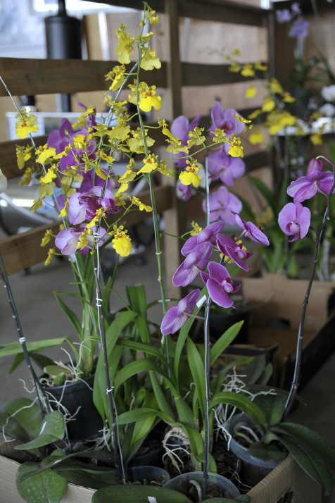 Na agricultura familiar, paixão de infância por orquídeas vira empreendedorismo de gente grande
