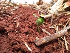 Plantio da soja chega a 167,6 mil hectares na safra de soja 2019/2020 Rafael de Souza/Técnico Siga MS