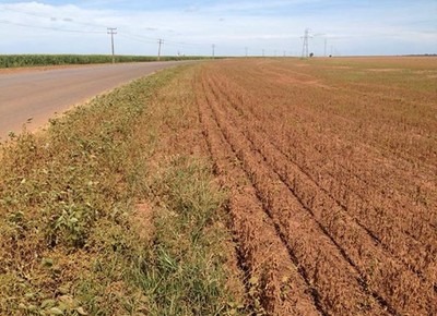 Vazio sanitário da soja termina neste sábado e plantio fica liberado em MS