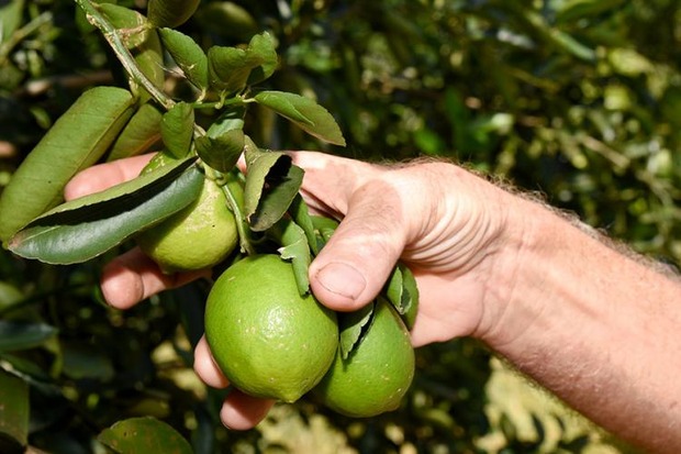 Fruticultura é alternativa de renda para produtor sul-mato-grossense