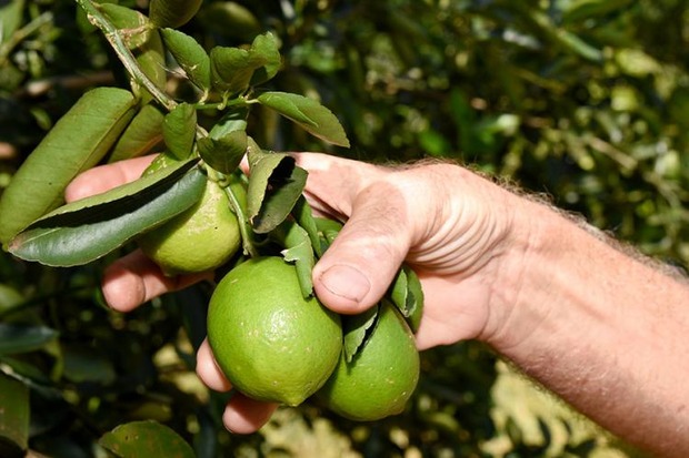 Fruticultura é alternativa de renda para produtor sul-mato-grossense Fruticultura é alternativa de renda para produtor sul-mato-grossense