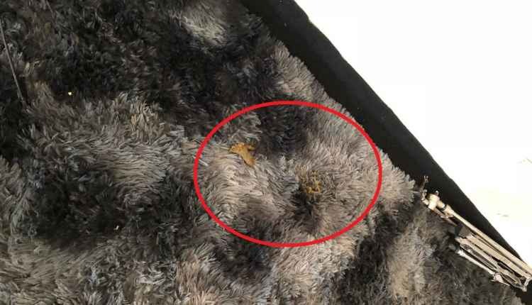 Homem que furtou igreja e defecou em altar é preso dois dias após crime