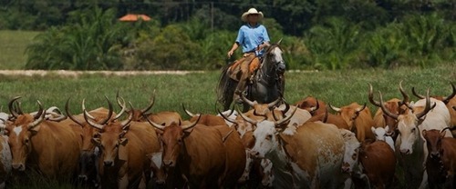 Bovino Pantaneiro é declarado Patrimônio Cultural e Genético de MS Foto Embrapa