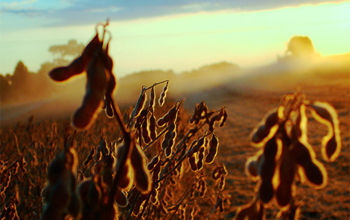 Gestores municipais devem ficar atentos à incidência de doenças na cultura da soja