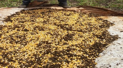 A técnica da hidroponia é bastante disseminada dentro do cultivo de hortaliças e algumas flores e frutas. 

