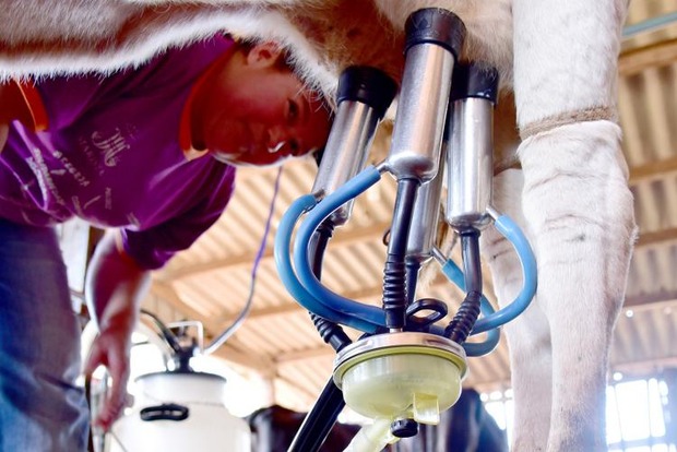 Valor médio do litro de leite de janeiro a outubro de 2019 cai 2,23% em relação ao mesmo período de 2018