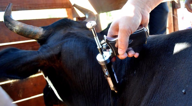 A alternativa está sendo aplicada em forma de projeto piloto em Bela Vista, podendo se expandir para os outros 12 municípios da fronteira onde os animais também foram identificados pelo Estado