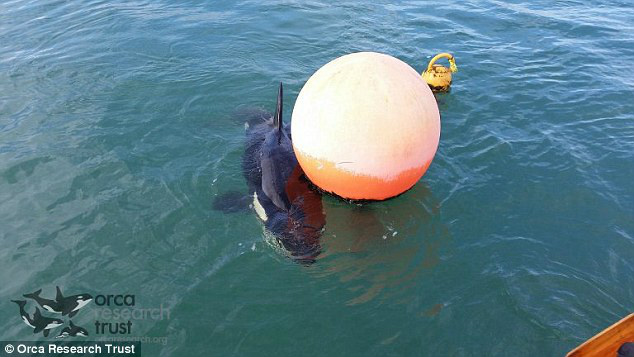 Bebê orca se perde do grupo e “adota” boia laranja antes de ser resgatado