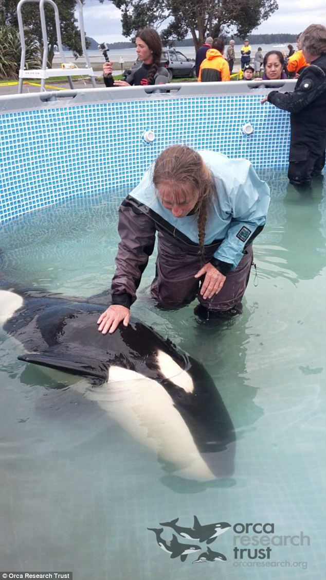 Bebê orca se perde do grupo e “adota” boia laranja antes de ser resgatado