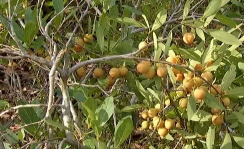 Seminário Estadual da Guavira será realizado na terça-feira Guavira se tornou o fruto símbolo de Mato Grosso do Sul. Reprodução/TV Morena