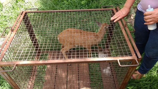 PMA recolhe filhote de cervo-do-pantanal em fazenda