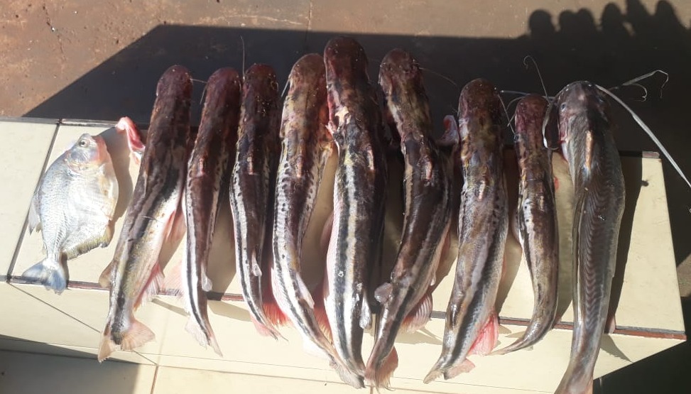 PMA desmonta acampamento e prende pescador com peixe fora da medida permitida PMA desmonta acampamento e prende pescador com peixe fora da medida permitida