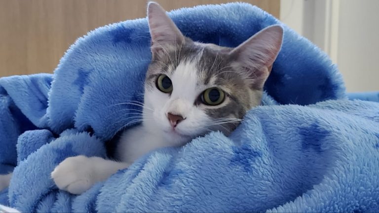 CCZ disponibiliza canal para população tirar dúvidas sobre a relação do Covid-19