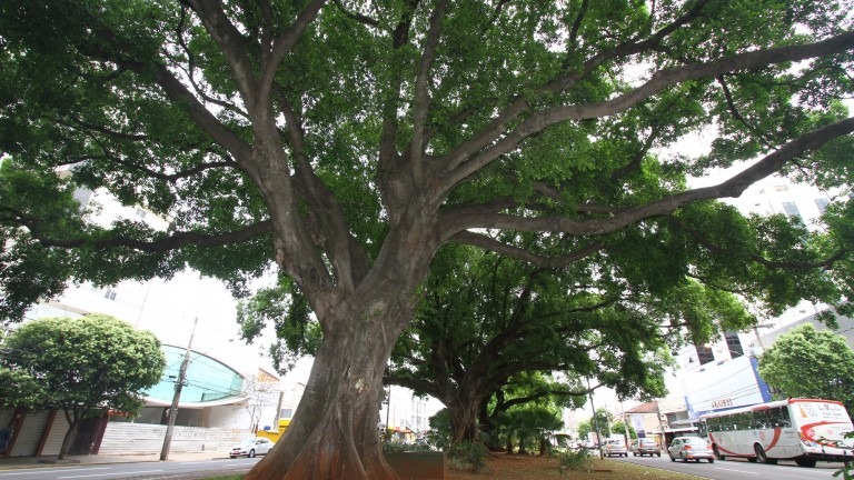 Dia da Árvore será comemorado com atividades de conscientização ambiental em Campo Grande