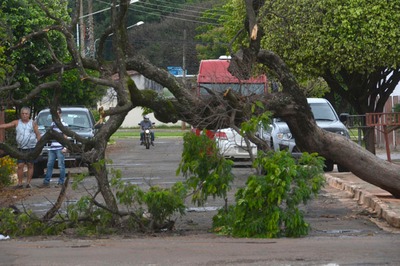 Ventos derrubam árvores e deixam moradores da Capital no prejuízo Equipes do Corpo de Bombeiros estão realizando a remoção das árvores pela cidade - Foto: Álvaro Rezende/ Correio do Estado
