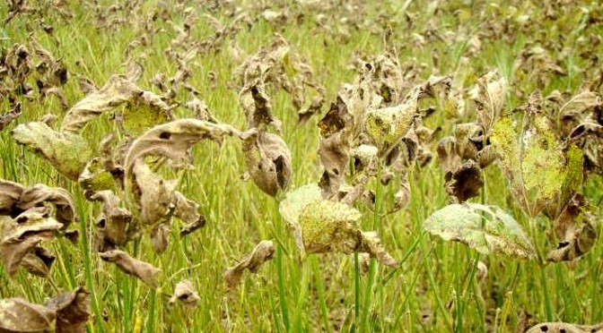 (Claudia Vieira Godoy)