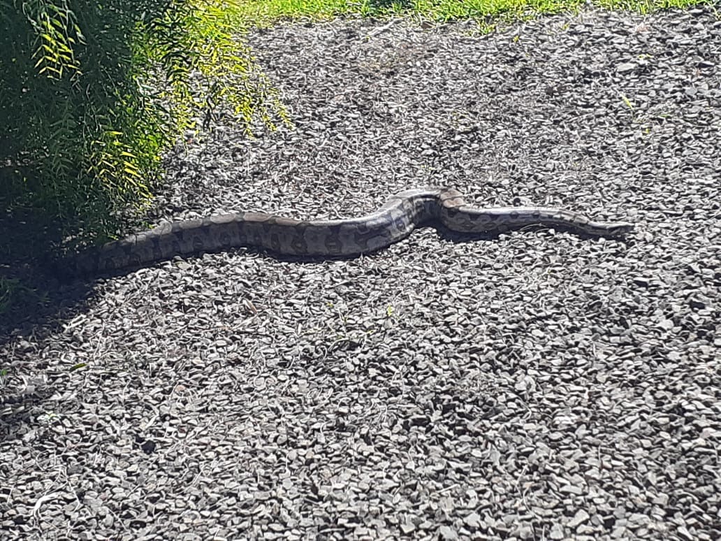 Jiboia de mais de dois metros é encontrada em pátio de loja da Capital
