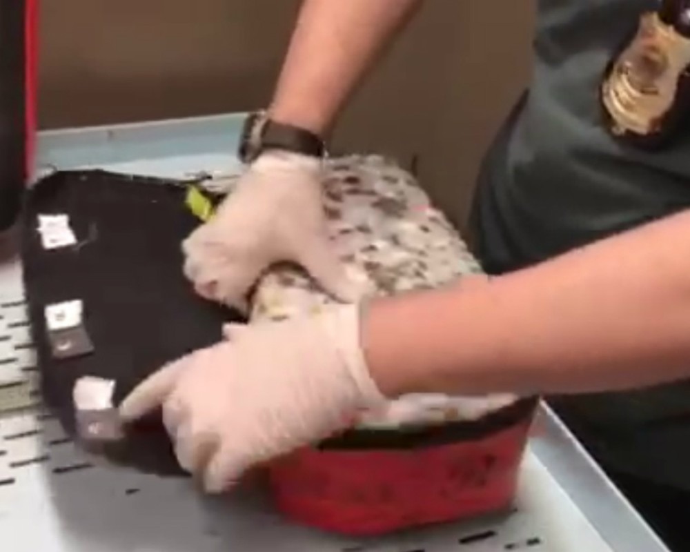 Cumprido mandado na cidade de Paranhos. Polícia Federal/Divulgação