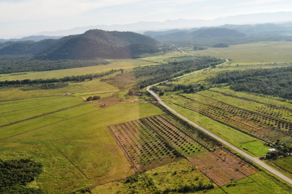 Iniciativa Verde planta mais de 1 milhão de árvores na Mata Atlântica Foto Divulgação