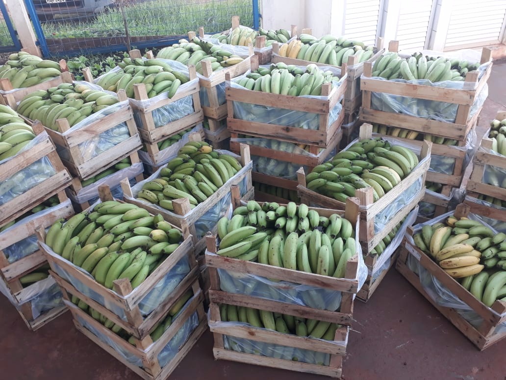 Prefeitura fortalece Programa Banco de Alimentos com a parceria dos agricultores O Banco de Alimentos garante a distribuição de alimentos para várias entidades e centenas de famílias de baixa renda – Semaf/Assecom