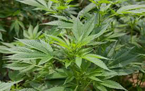 Mais de 55% dos estudantes já consumiram bebida alcoólica e 9% experimentaram drogas ilícitas