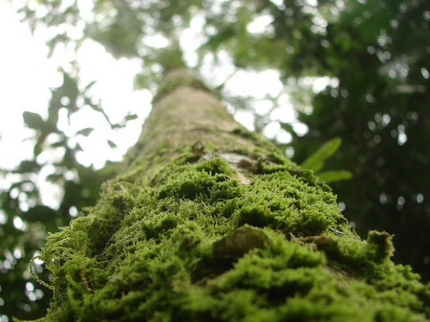 As medidas estão divididas em três eixos: florestas, mar e cidades. 
Foto :Geoglauco/Flickr