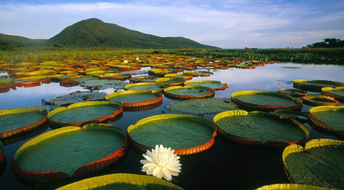 Pantanal segue com status de Reserva da Biosfera da Unesco Pantanal segue com status de Reserva da Biosfera da Unesco