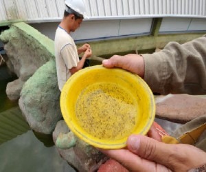 Larvas do mosquito Aedes aegypti se reproduzem em recipiente com água parada. - Foto: Arquivo / Correio do Estado