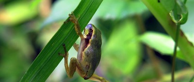 Nova espécie de sapo é descoberta por cientistas em São Paulo © REUTERS/Michael Dalder
Foto ilustrativa