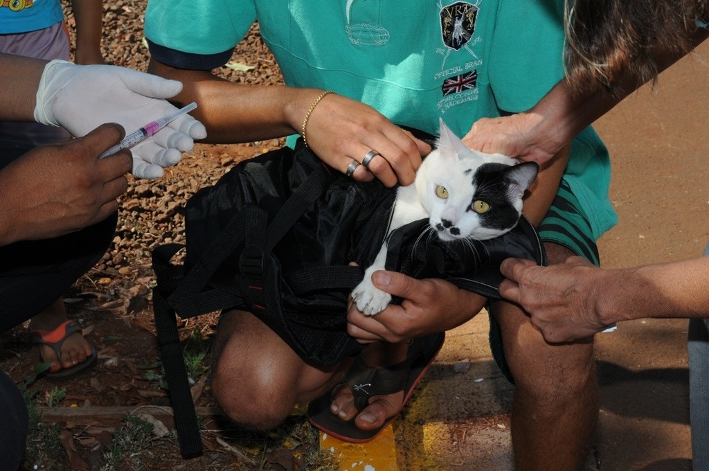 Prefeitura leva vacinação antirrábica para bairros e distritos em Dourados Foto: Assessoria
