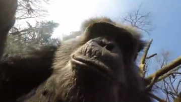 Chimpazés derrubam drone e fazem selfie em zoológico na Holanda; assista Câmera acoplada ao equipamento gravou toda a ação Foto: Reprodução/ Youtube