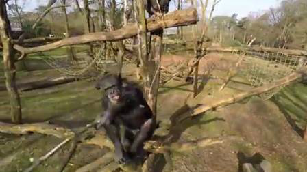 Chimpazés derrubam drone e fazem selfie em zoológico na Holanda; assista Chimpanzé derrubou o dron que observava o viveiro com um graveto Foto: Reprodução/ Youtube