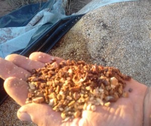 Falhas na conservação podem ter contaminado ração - WhatsApp 