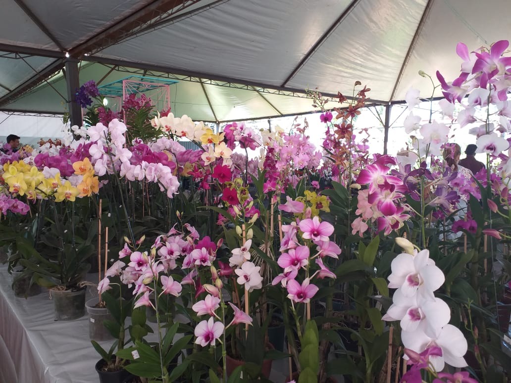 Feira de Flores expõe diversas espécies de plantas na Praça Antônio João Diversas espécies de flores e plantas estão em exposição na Praça Antonio João. Divulgação/Semas