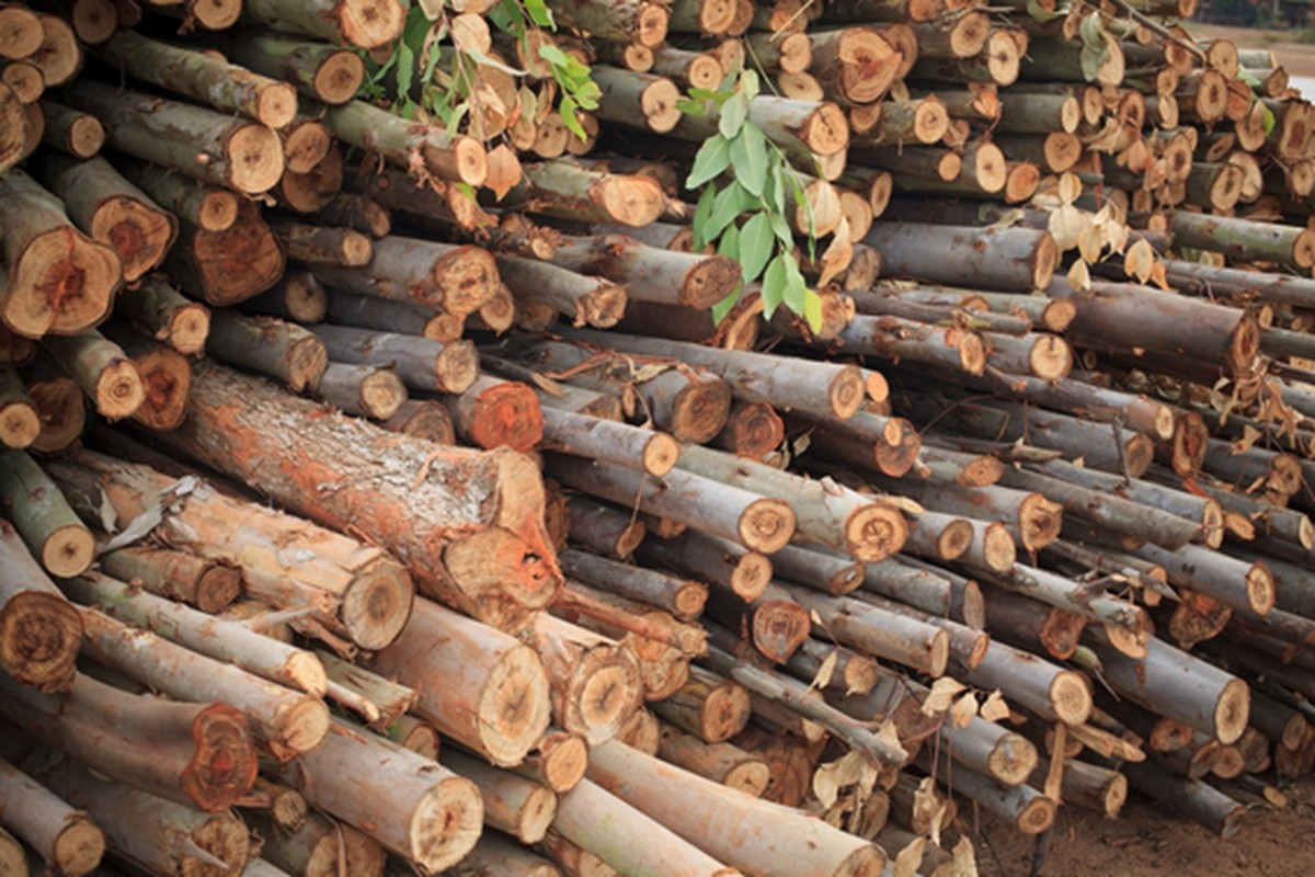 Produção florestal cresce 3,4% e atinge R$ 19,1 bi em 2017, diz IBGE