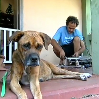 Eletricista constrói próteses para animais que não podem andar Foto reprodução R7